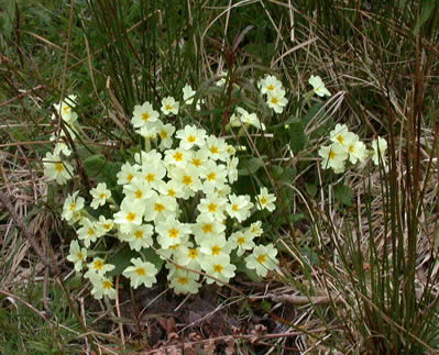 English primrose 
